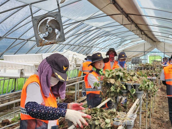 서산시의용소방대 연합회는 지난 22일 대원 20명이 참여해 지난 10일에 내린 집중 폭우로 인한 피해를 입은 논산시 가야곡면 한 농가에서 침수된 딸기 하우스 안에서 딸기 재배 포트 등 피해 잔해물을 수거하는 등 수해복구 봉사활동에 참여했다.