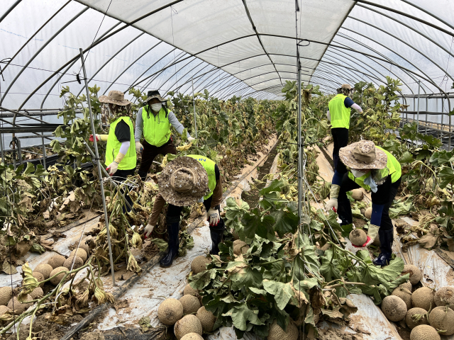 충남세종농협 임직원들이 집중호우로 피해를 입은 농가를 찾아 봉사활동을 하고 있다. 충남세종농협제공.