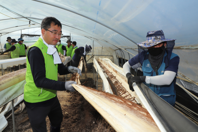 충남세종농협 임직원들이 집중호우로 피해를 입은 농가를 찾아 봉사활동을 하고 있다. 충남세종농협제공.