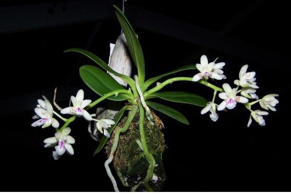 ▲ 나도풍란.  출처:국립생태원