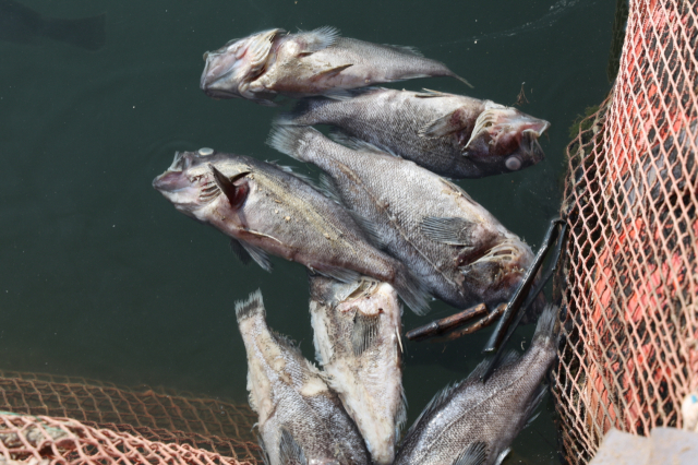 충남 태안의 한 우럭 양식장 폐사 현장. 사진 태안군 제공
