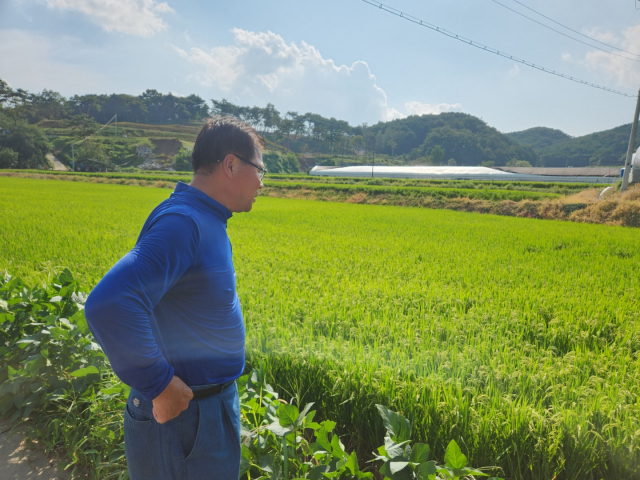 지난 2022년 9월 충남 예산에서 한 농민이 자신의 논을 바라보고 있다. 당시 쌀 80㎏ 가격은 16만대까지 폭락했다. 사진=김지현 기자
