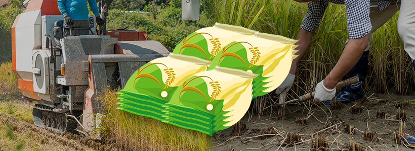 쌀. 그래픽=김연아 기자