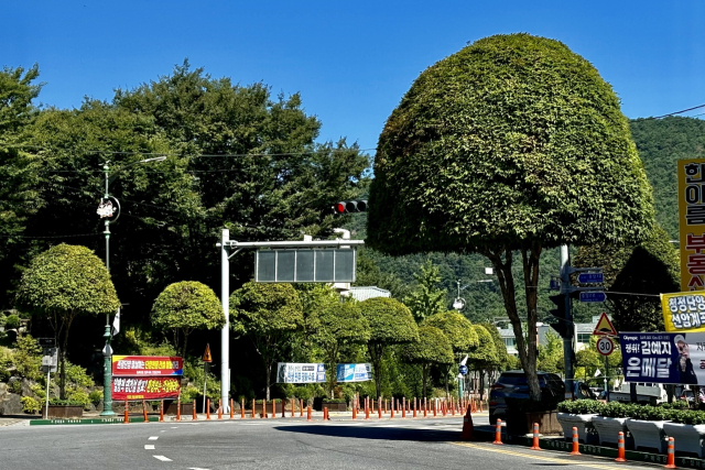 충북 단양군 삼봉로 복자기나무길. 산림청 제공