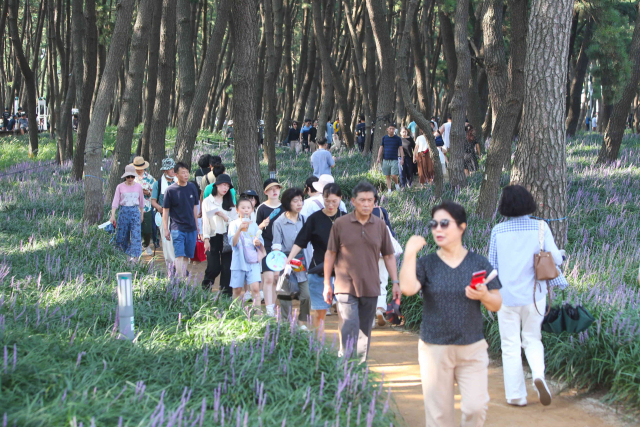 장항 맥문동 꽃 축제장을 찾은 방문객들.사진=서천군 제공.