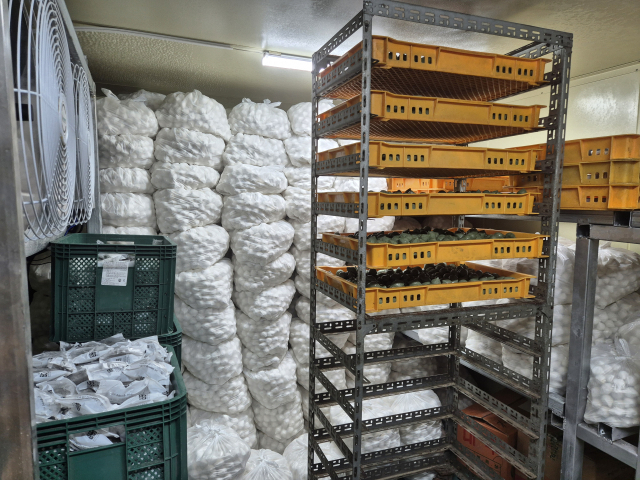 대전 서구 한민시장에 위치한 한 떡집의 냉동고. 추석에 판매하기 위한 송편이 가득 채워져 있다. 사진=강승구 기자