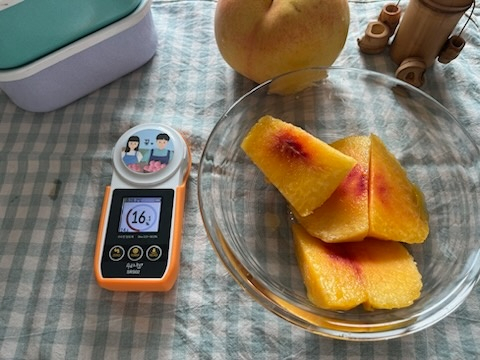 자채 당도 측정기로 측정한 꾸농원 복숭아 당도는 16브릭스에 가깝다. 뀨농원 제공
