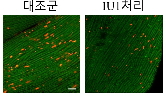 IU1 약물 처리 시 초파리 근육 내 잠재독성단백질체 감소. 한국연구재단 제공