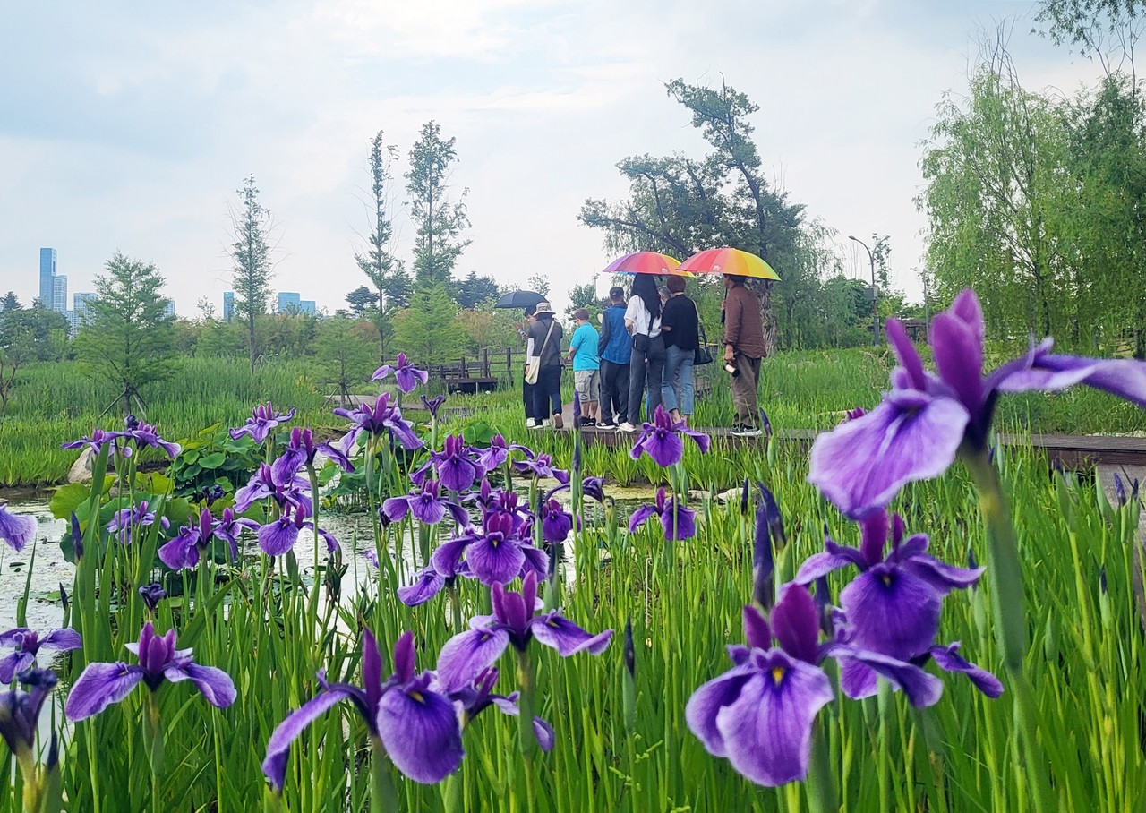 지난해 5월 붓꽃 만개한 국립세종수목원[국립세종수목원 제공. 재판매 및 DB 금지]