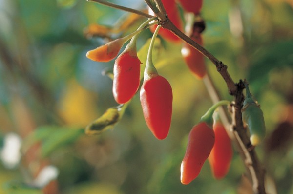 구기자. 아이클릭아트 제공.