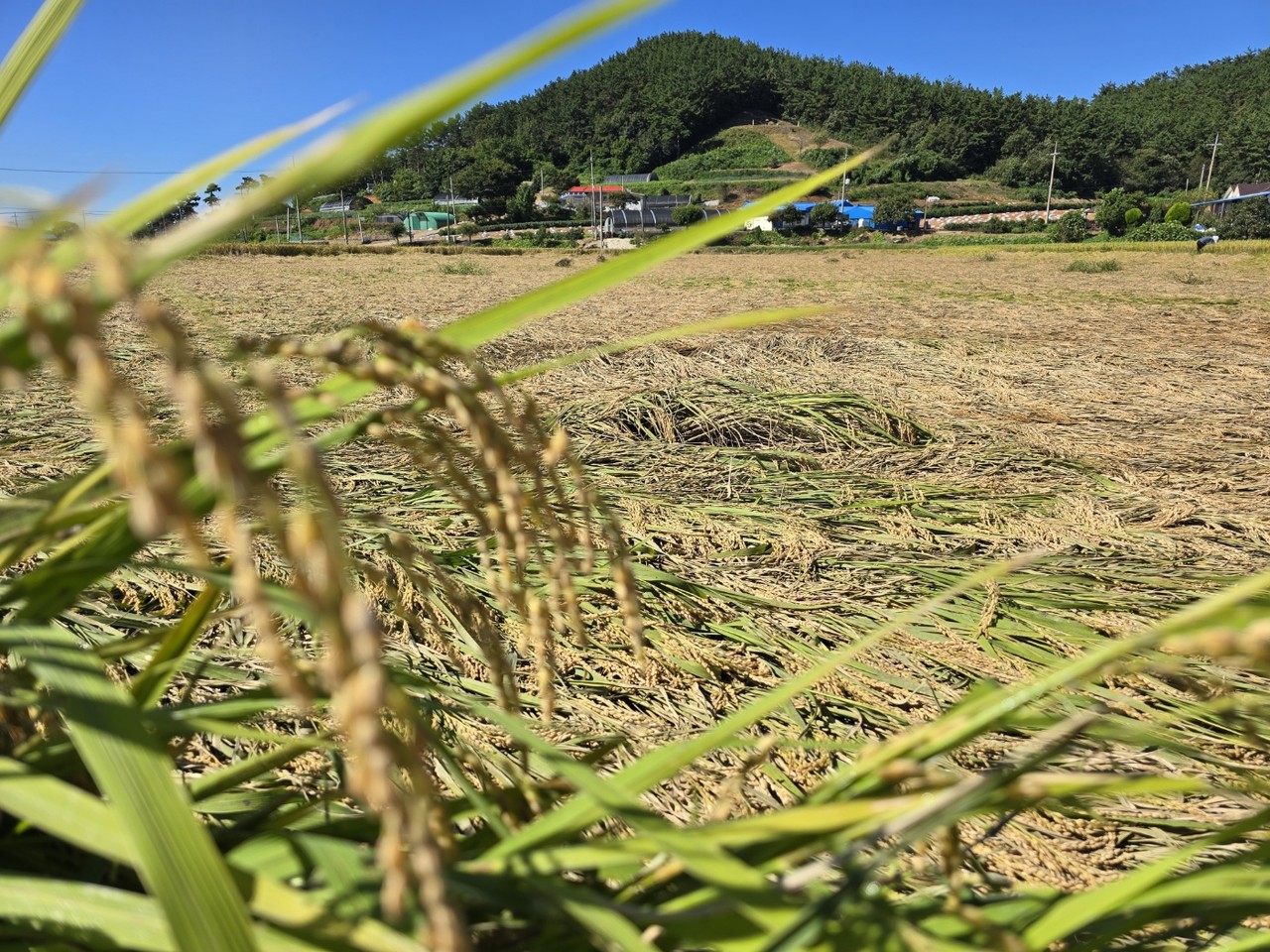 지난 20∼21일 충남 태안군 근흥면에 255.5㎜의 폭우가 쏟아진 가운데 23일 근흥면 논의 벼들이 모두 넘어져 있다. 2024.9.23 사진=연합뉴스. 