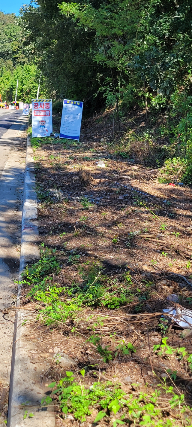 공주천연가스발전소 건설공사 현장에서 벌목된 은행나무 모습.사진=김익환 기자