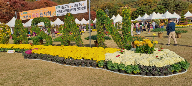 아산시는 오는 25일 부터 곡교천 아트리버파크 광장에서 국화전시회를 개최한다. 아산시 제공