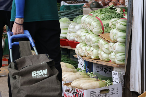 배추. 사진=연합뉴스 제공