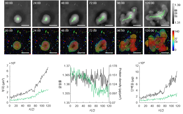 실시간 오가노이드 형태 분석. KAIST 제공