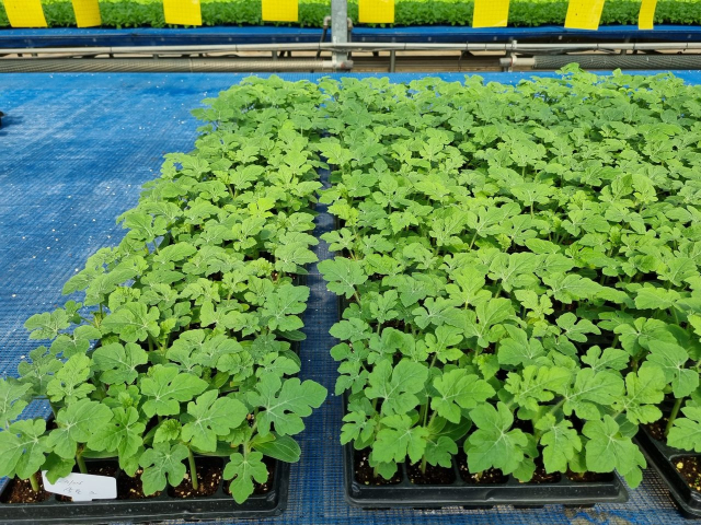 1음성군,은 종자산업기반구축사업에 선정됐다. 사진은 맹동 다올찬수박공정육묘장 모습 음성군 제공