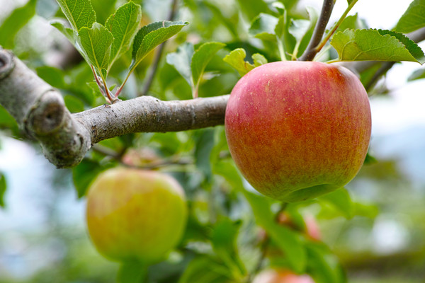 사과. 아이클릭아트 제공.