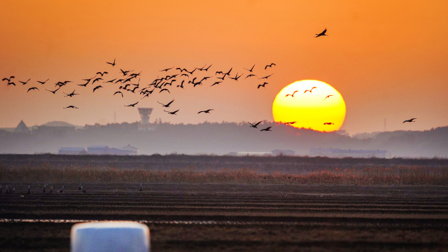 서산 천수만 노을을 수놓으며 여행을 떠나는 흑두루미 떼. 서산시 제공
