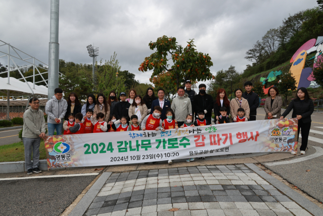 영동군은 감나무 가로수길에서 군민들과 함께 감 따기 행사를 진행했다. 영동군 제공. 