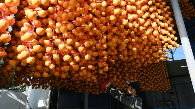 영동읍 주곡리 세계로 곶감 농가에서 감 말리기 작업을 하고 있다.