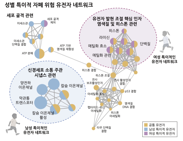 성별 특이적인 자폐 연관 유전자 네트워크. 고려대 김수휘 연구원 제공