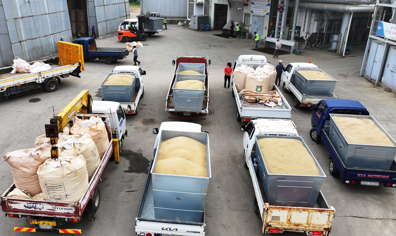 분주한 추곡 수매 [연합뉴스 자료사진]