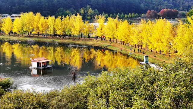 괴산 문광저수지 은행나무길 모습. 괴산군 제공