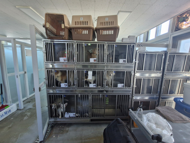 서산시 동물보호센터 내 보호 중인 유기 동물. (사진=전종원 기자)