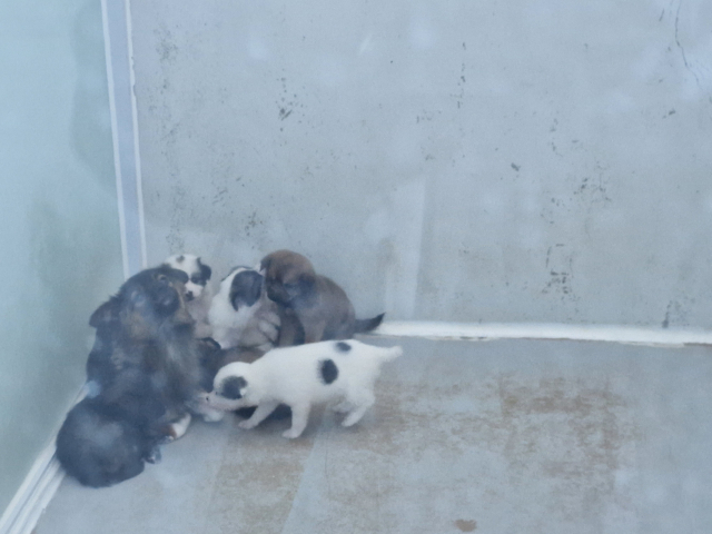 서산시 동물보호센터 내 보호 중인 유기 동물. (사진=전종원 기자)