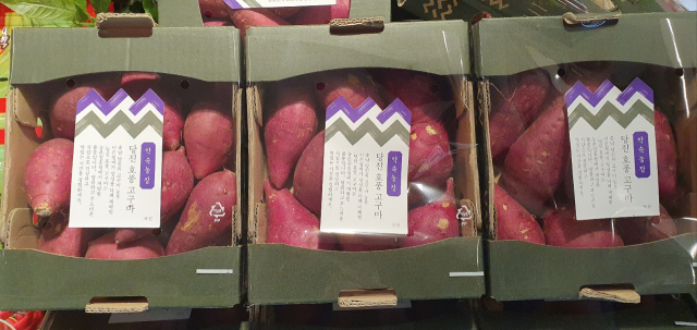 호풍 고구마. 사진=당진시 제공