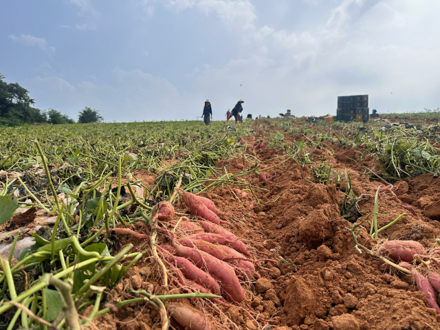 호풍 고구마. 사진=당진시 제공
