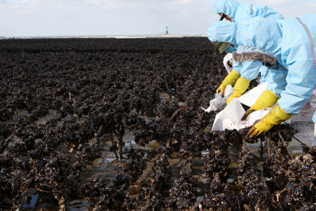 2007년 태안 기름유출 피해를 입은 김 양식장에서 기름을 닦아내는 모습. 사진 유류피해극복기념관 제공