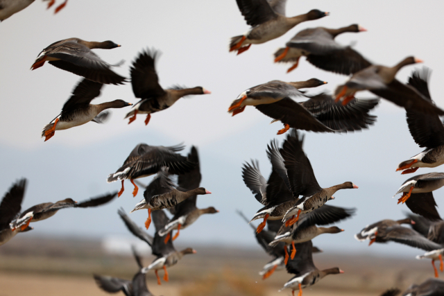 서산 천수만에서 관찰되고 있는 기러기 군무. 서산시 제공