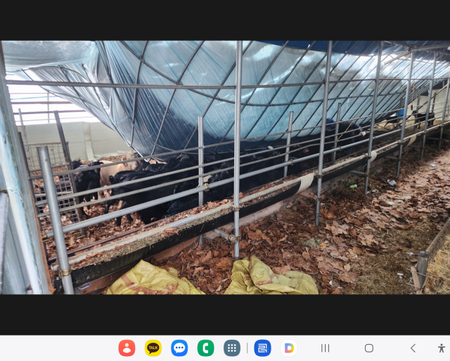 음성군 삼성면 덕정리 염소농장 지붕이 폭설에 붕괴되었다. 음성 소방서 제공