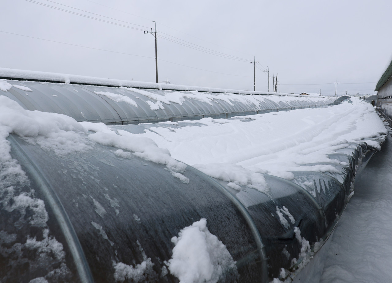 지난 11월 28일 충북 음성군 삼성면의 한 염소농장의 비닐하우스 사육동이 폭설에 무너져 있다. 2024.11.28 사진=연합뉴스.