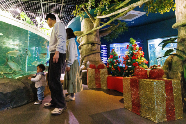 충북 단양군의 대표 관광명소인 다누리아쿠아리움이 2024년 크리스마스를 맞아 다양하고 특별한 체험 행사를 펼친다. 단양군 제공