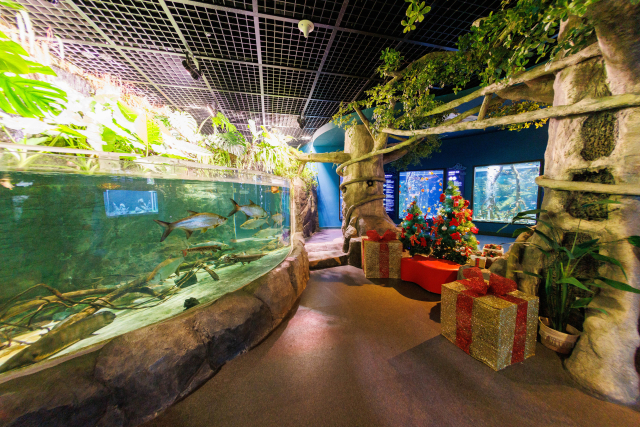 충북 단양군의 대표 관광명소인 다누리아쿠아리움이 2024년 크리스마스를 맞아 다양하고 특별한 체험 행사를 펼친다. 단양군 제공