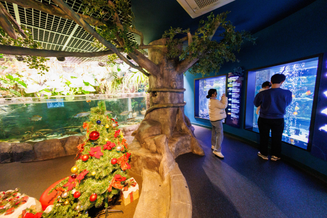 충북 단양군의 대표 관광명소인 다누리아쿠아리움이 2024년 크리스마스를 맞아 다양하고 특별한 체험 행사를 펼친다. 단양군 제공