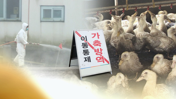 고병원성 AI 확진 (CG). ※ 기사와 직접 관계가 없는 자료사진입니다. [연합뉴스TV 제공]