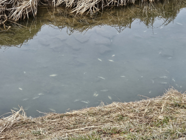 서산시 둔당천에서 물고기가 죽어있는 모습.(사진=전종원 기자)
