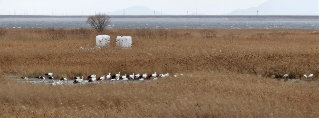 새만금 지역에서 월동 중인 천연기념물 황새 무리. 예산군 제공