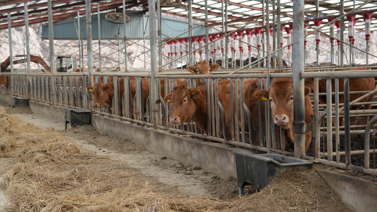 ▲ 충청권 지자체들이 주민 환경보호 차원에서 축사 거리 제한을 엄격히 강화하고 있는 가운데 청양군도 최근 축사(소)와 주거 밀집지역 간 이격거리를 기존 500m에서 800m로 강화하는 조례 개정을 추진하고 있다. 사진은 3일 충남 청양군 장평면의 한 축사에서 소들이 여물을 먹고 있는 모습. 사진=박현석 기자