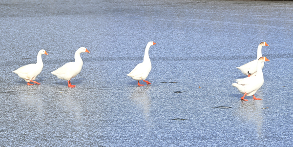 ▲ 영하권 날씨가 이어지고 있는 가운데 9일 대전 유성구 카이스트에서 거위들이 꽁꽁 얼어붙은 연못 위를 걸어 다니고 있다. 김주형 기자 kjh2667_@cctoday.co.kr