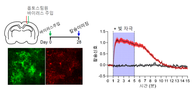 생쥐 뇌 조직(감각-두정피질 영역)에 옵토스팀원을 발현하고 빛을 쬐어주게 되면 별세포 선택적으로 칼슘 신호를 조절할 수 있다. 칼슘 신호는 빛을 쬐어준 후 1분 이내에 최대로 올라가고, 이는 10분 정도 유지될 수 있다. 기초과학연구원 제공