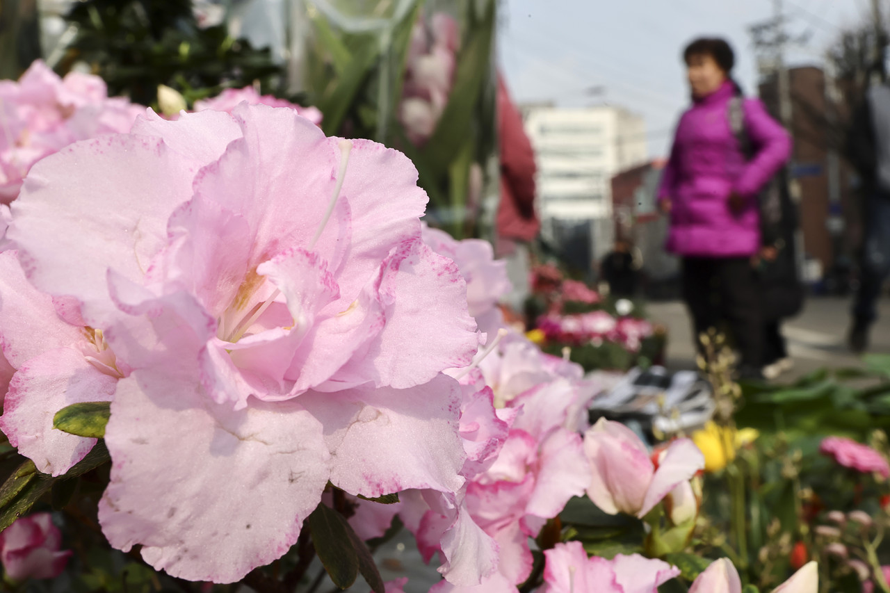 16일 서울 종로 꽃시장의 모습. 2025.2.16 사진=연합뉴스.