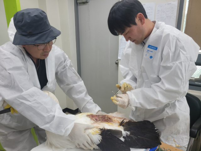 예산황새공원에서 황새를 치료하고 있는 김정호 수의사(오른쪽). 예산군 제공