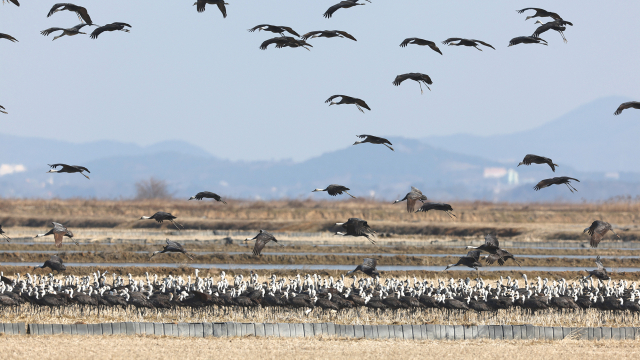 올해 2월 부석면 간월도리에서 촬영된 흑두루미 무리. 서산시 제공