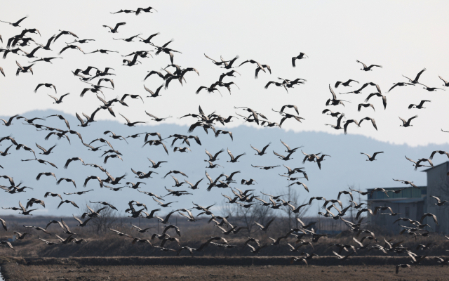 올해 2월 부석면 간월도리에서 촬영된 흑두루미 무리. 서산시 제공