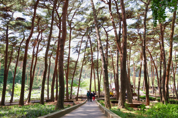 안면도 자연휴양림.