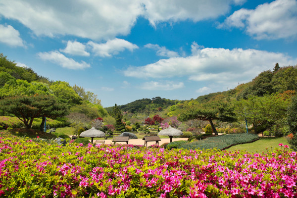 안면도 자연휴양림.